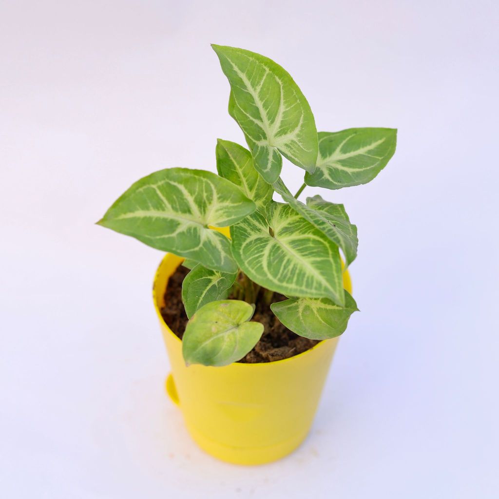 Buy Syngonium Green Arrowhead in 4 Inch Yellow Florence Self Watering Pot Online | Urvann.com Syngonium Light Green in 4 Inch Yellow Florence Self Watering Pot