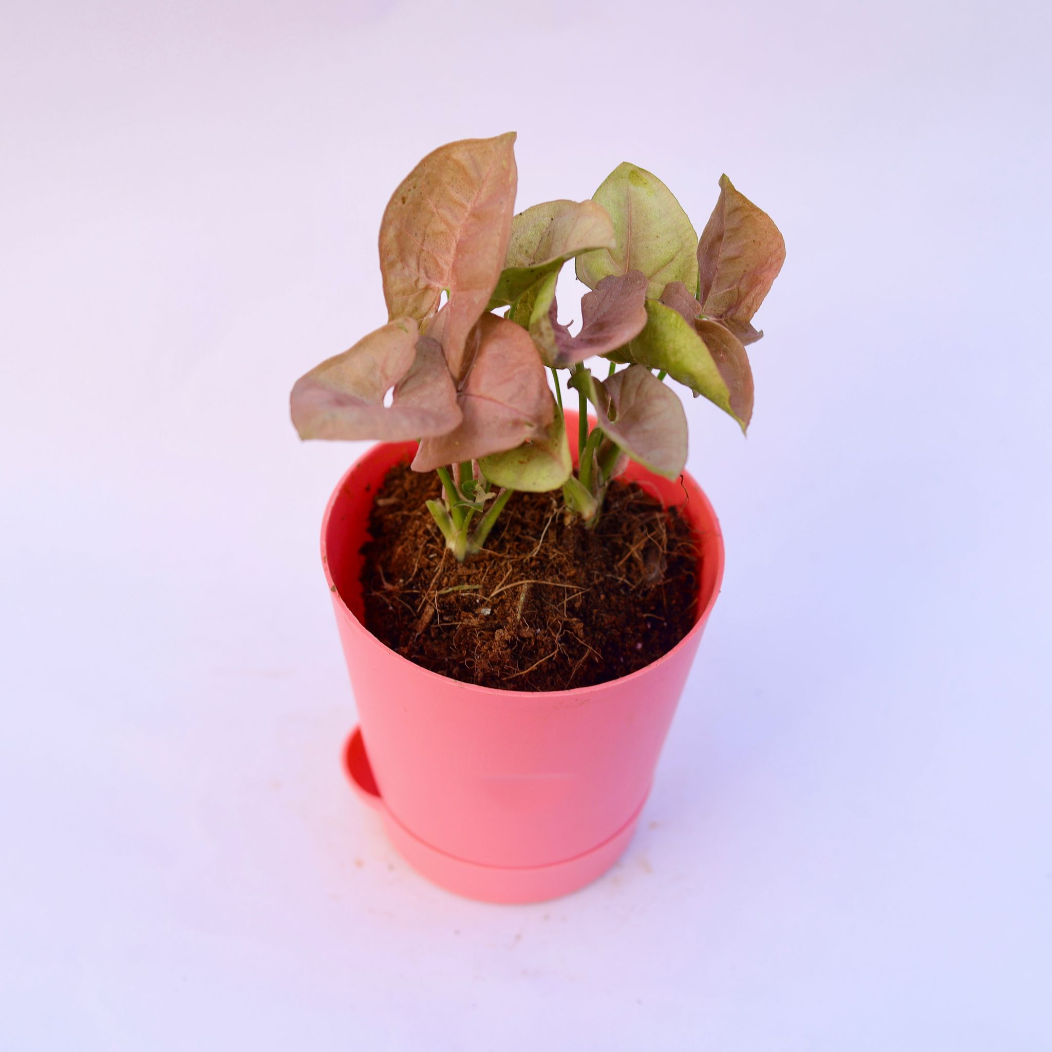 Gift Ready - Syngonium Pink in 4 Inch Pink Florence Self Watering Pot Wrapped in Lovely Gift Bag For Your Loved Ones