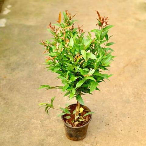 Syzygium / Christina Ficus in 6 Inch Nursery Pot