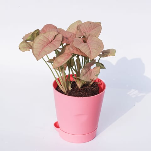 Syngonium Pink in 4 Inch Pink Florence Self Watering Pot