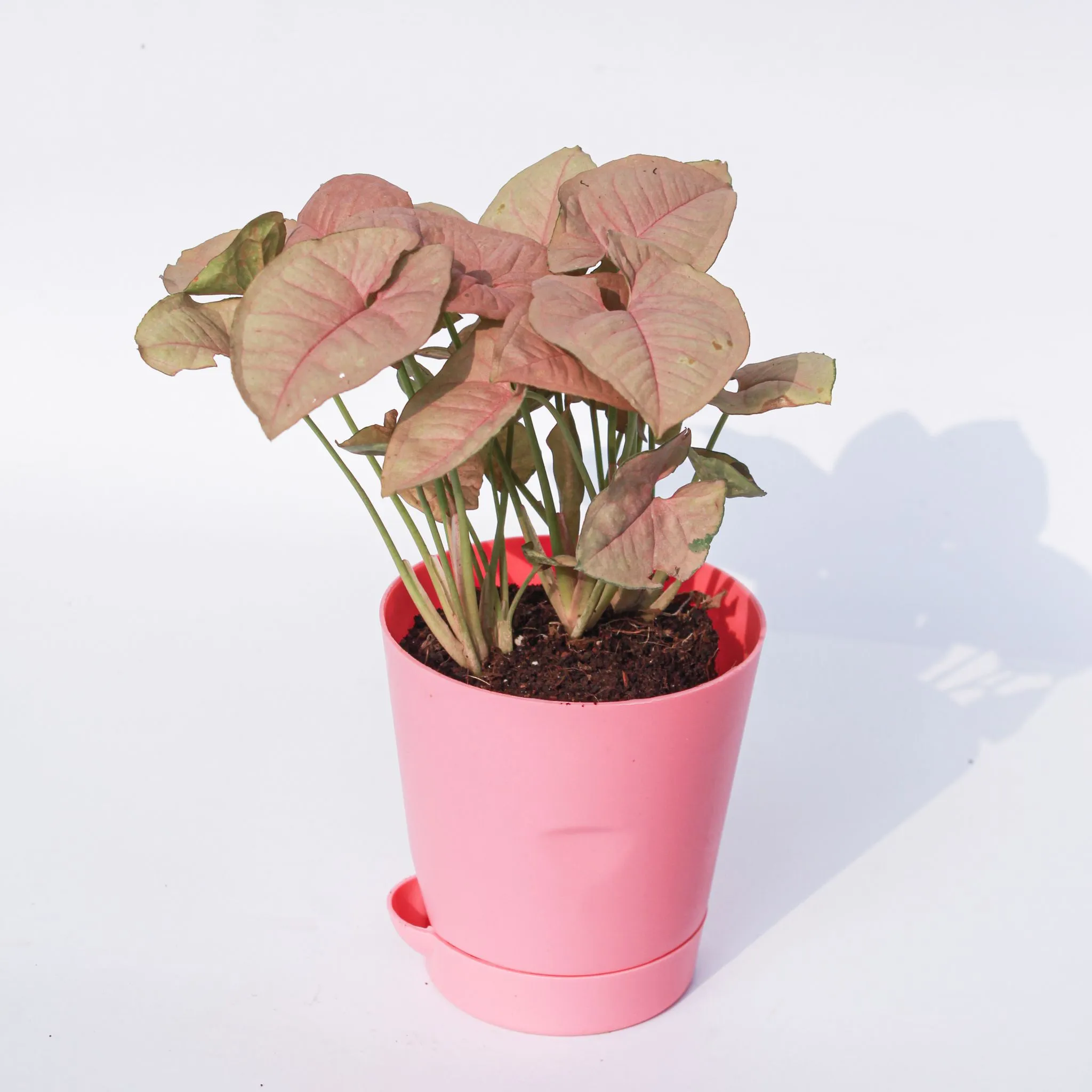 Syngonium Pink in 4 Inch Pink Florence Self Watering Pot
