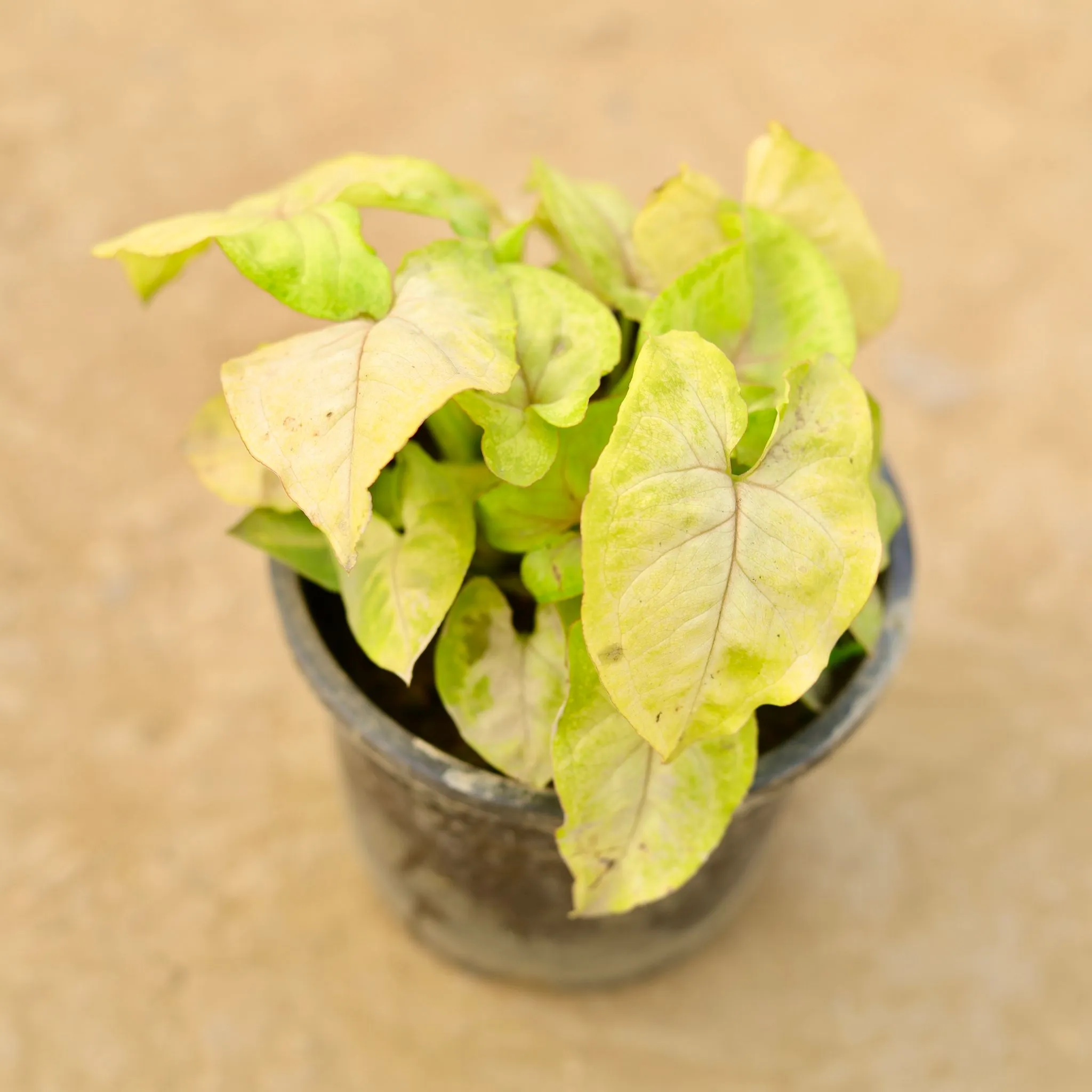 Syngonium Golden in 4 Inch Nursery Pot