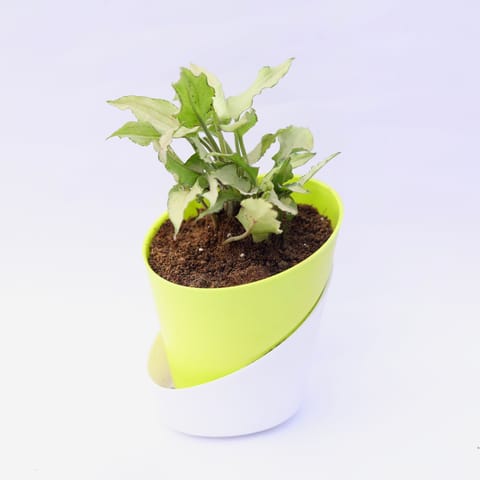 Syngonium Cutglass in 4 Inch Dublin Self Watering Pot