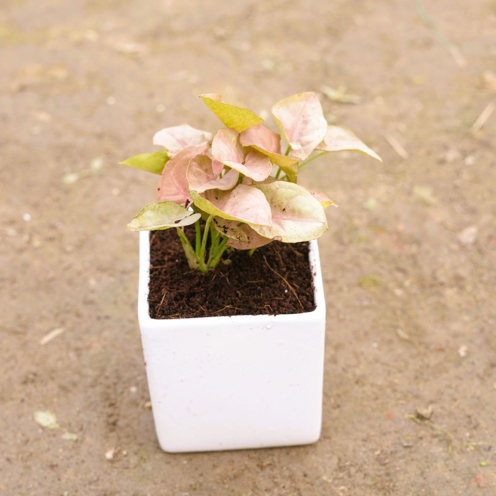 Syngonium Pixie Pink in 4 Inch Classy White Square Ceramic Pot