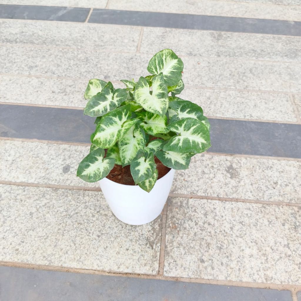 Buy Syngonium green white in 5 Inch White Premium Plastic Pot Online | Urvann.com Syngonium Green White in 5 Inch White Premium Plastic Pot