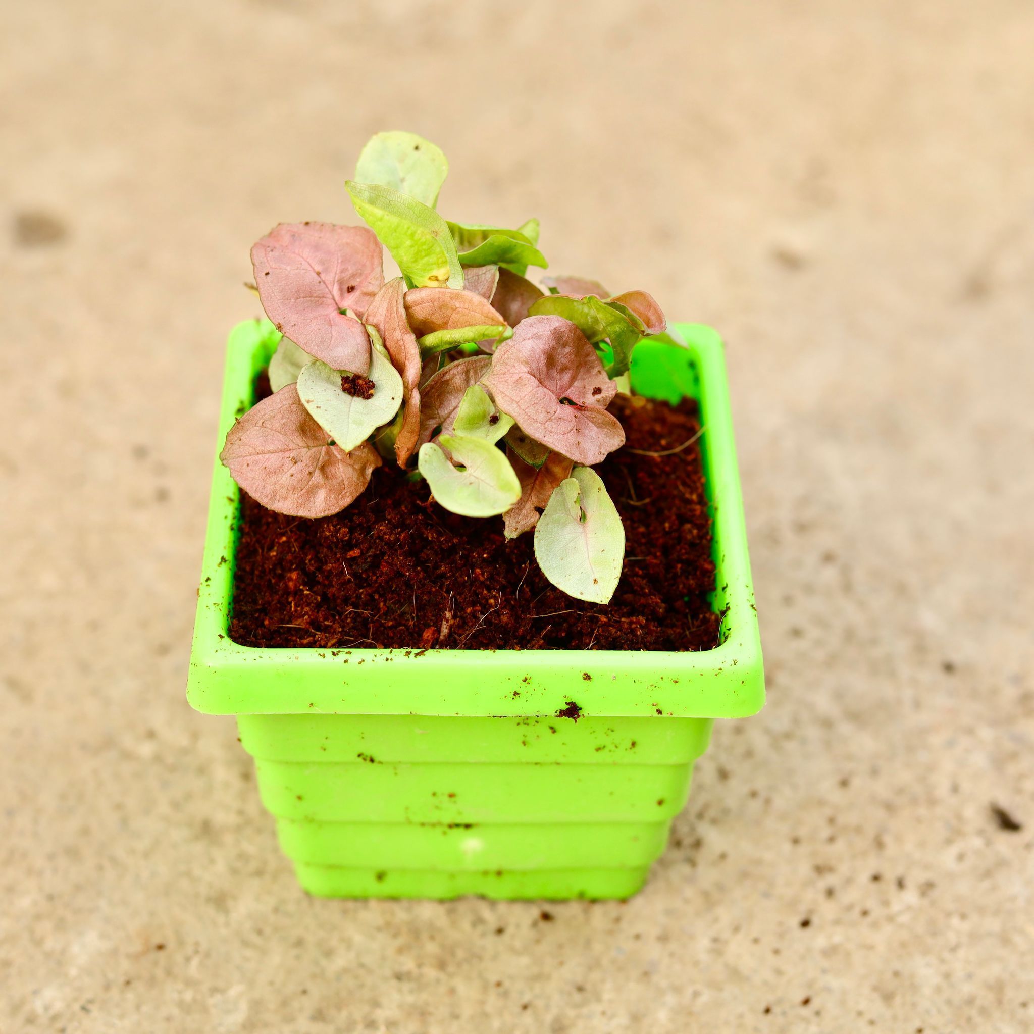 Syngonium Pink in 4 Inch Green Premium Orchid Square Plastic Pot