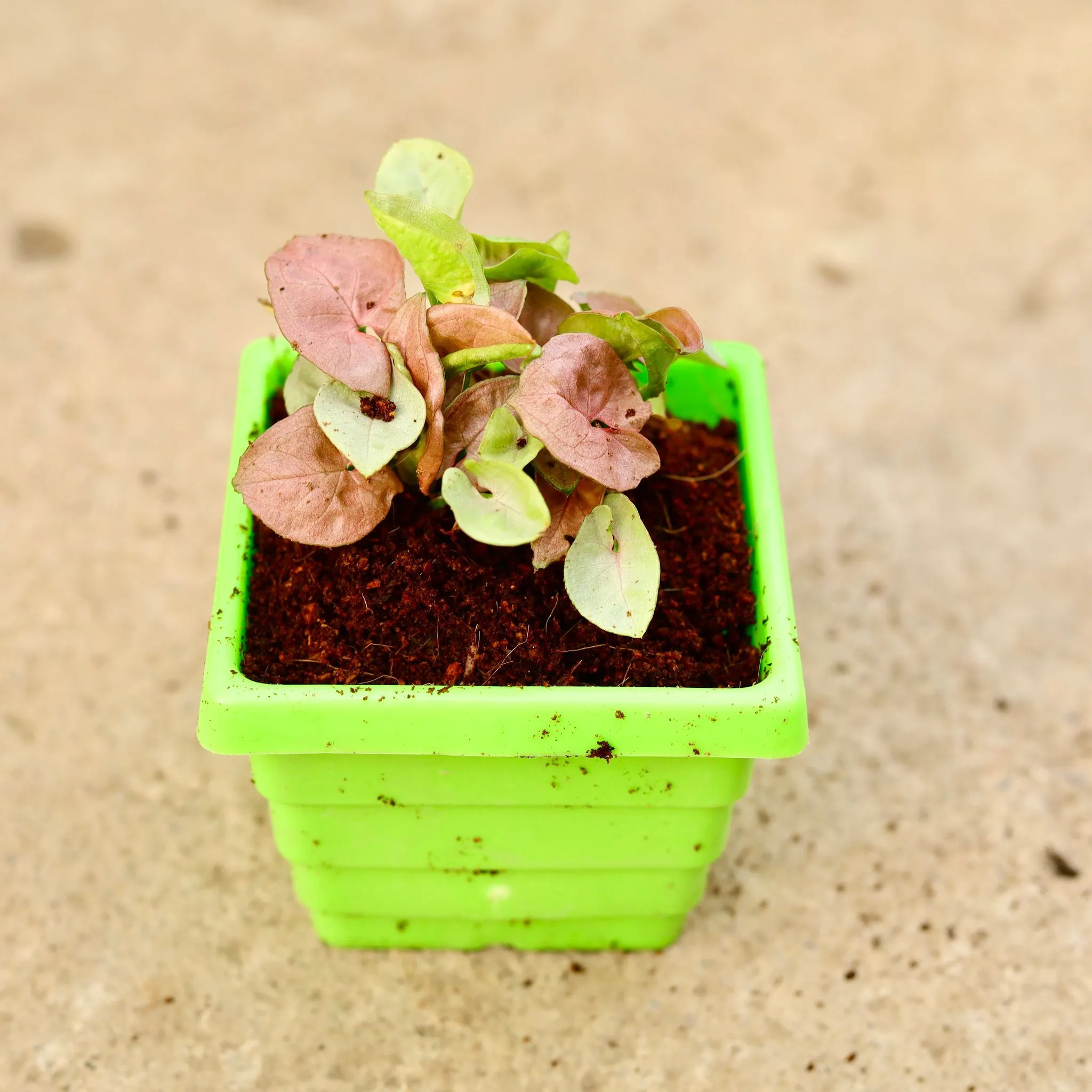 Syngonium Pink in 4 Inch Green Premium Orchid Square Plastic Pot