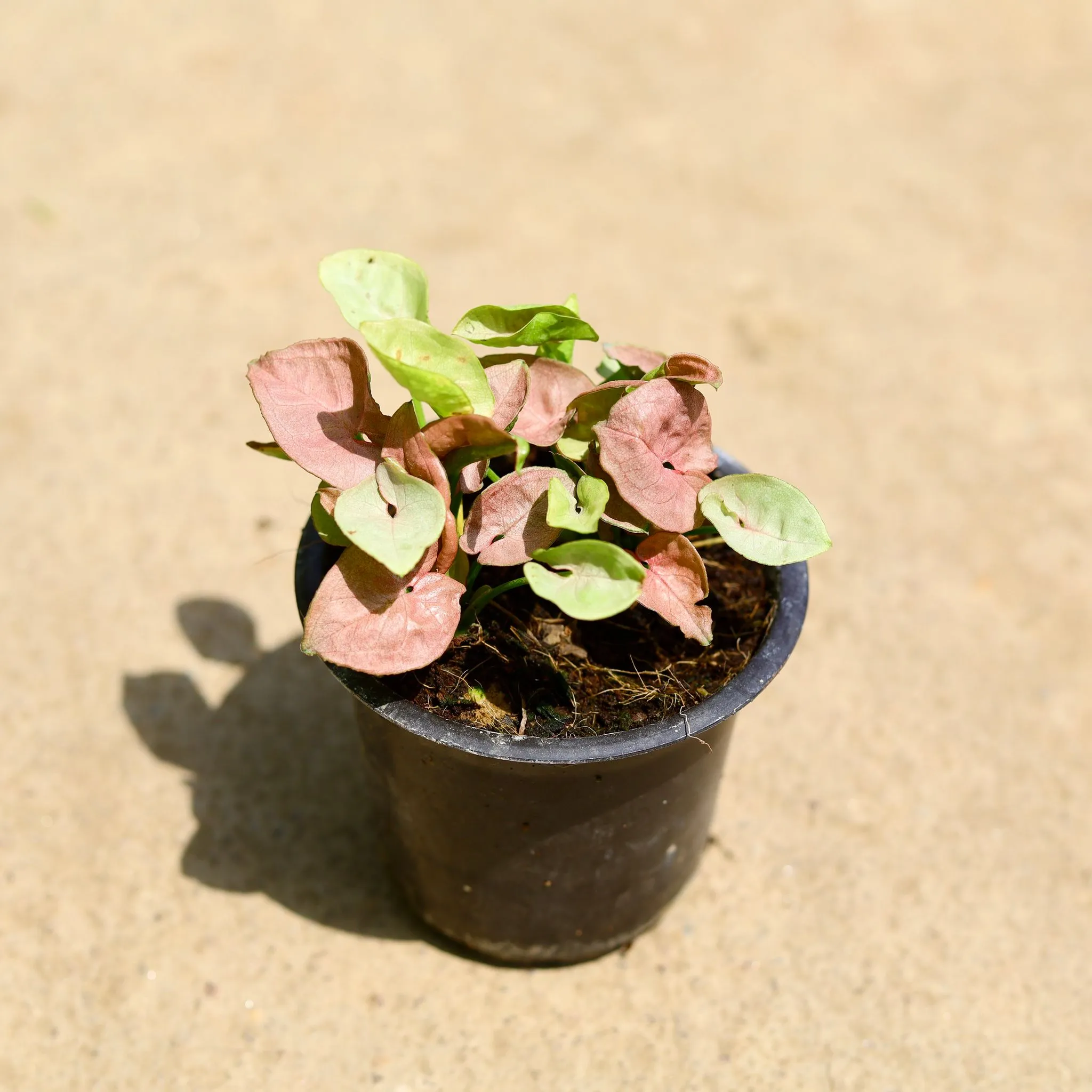 Syngonium Pink in 4 Inch Nursery Pot