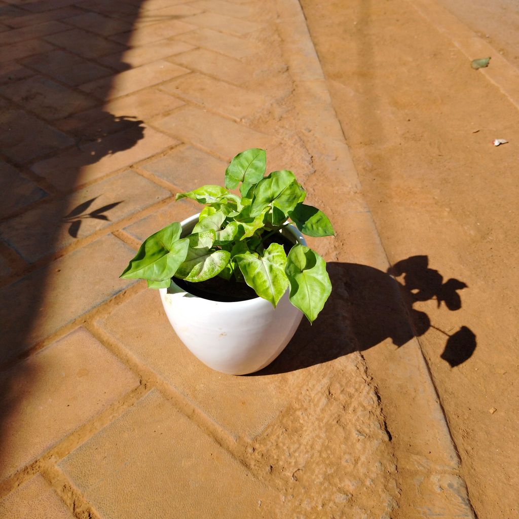 Buy Syngonium Green in 6 Inch Classy White Apple Ceramic Pot Online | Urvann.com Syngonium Green in 6 Inch Classy White Apple Ceramic Pot
