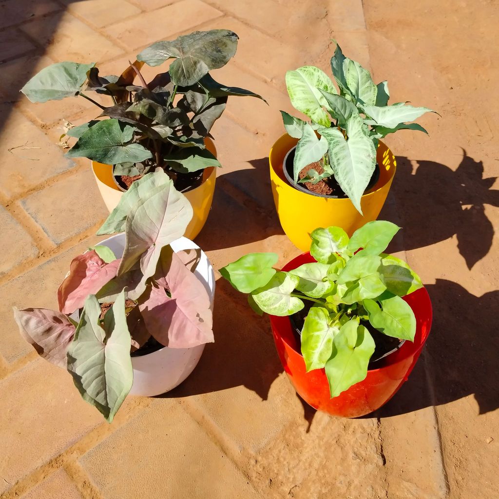 Set of 4 - Syngoniums (Green, Arrowhead, Black & Pink) in 6 Inch Multicoloured Premium Orchid Round Plastic Pot