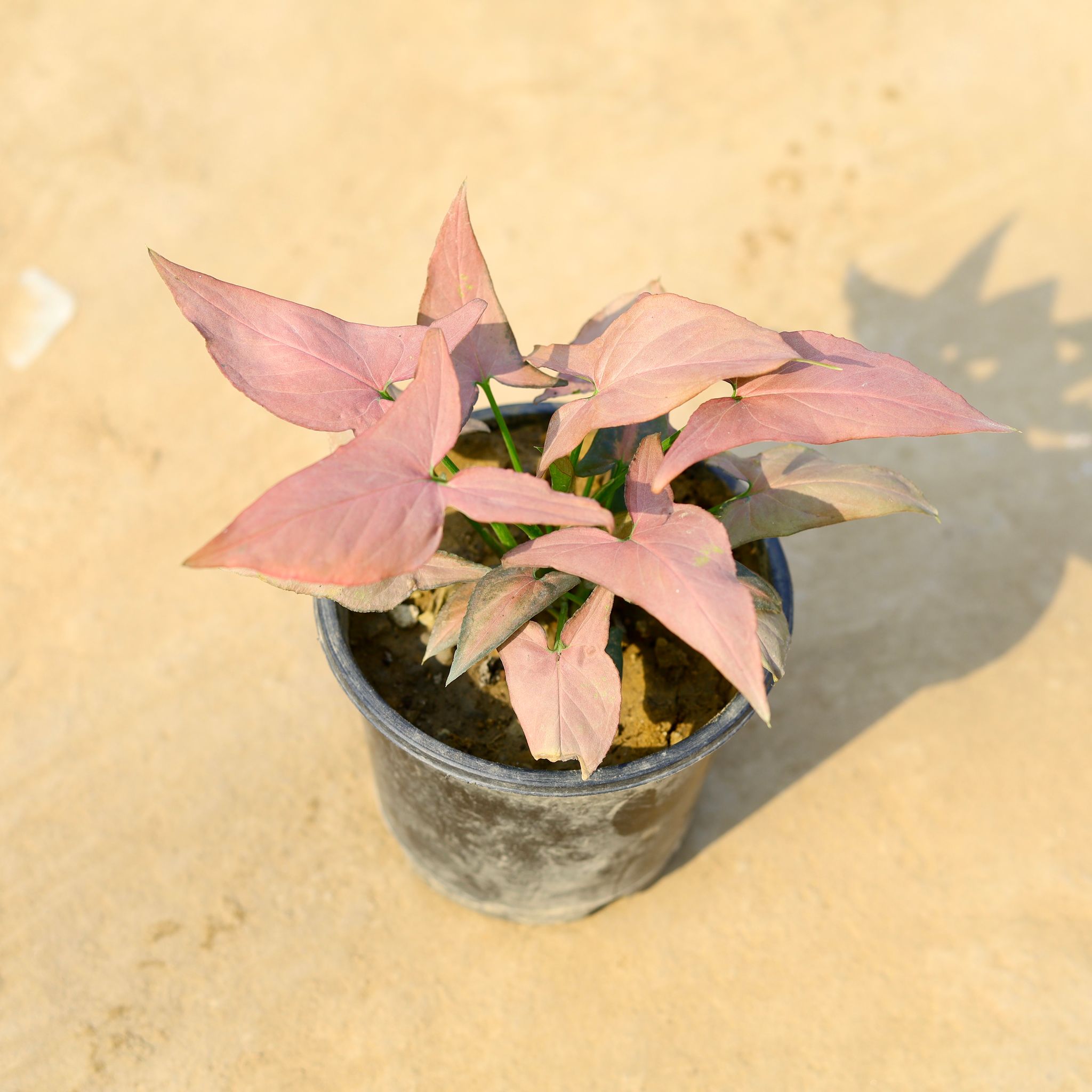 Syngonium Pink/Red in 4 Inch Nursery pot