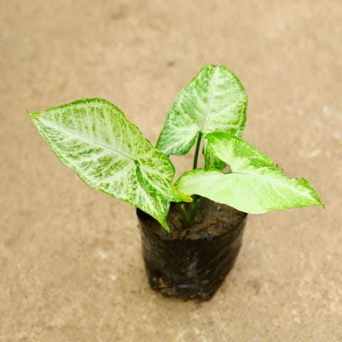 Syngonium Variegated in 4 Inch Nursery Bag
