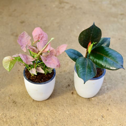Set of 2 - Syngonium Pink & Rubber Black in 4 Inch Classy White Cup Ceramic Pot (any colour)