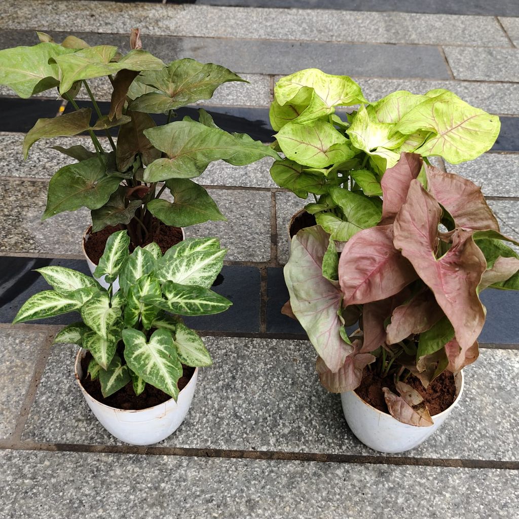 Buy Set of 4 - Syngonium -(Black, Golden, Green White & Pink) in 4 Inch White Premium Orchid Round Plastic Pot Online | Urvann.com Set of 4 - Syngonium -(Black, Golden, Green White & Pink) in 4 Inch White Premium Orchid Round Plastic Pot