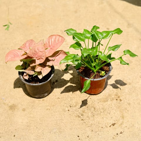 Set of 2 - Syngonium Pink & Xanadu green in 4 Inch Live Fresh Plant Nursery Pot in Sector 100