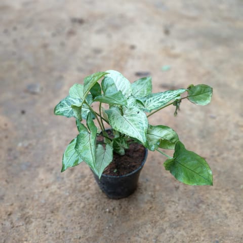 Syngonium Green in 5 Inch Nursery Pot
