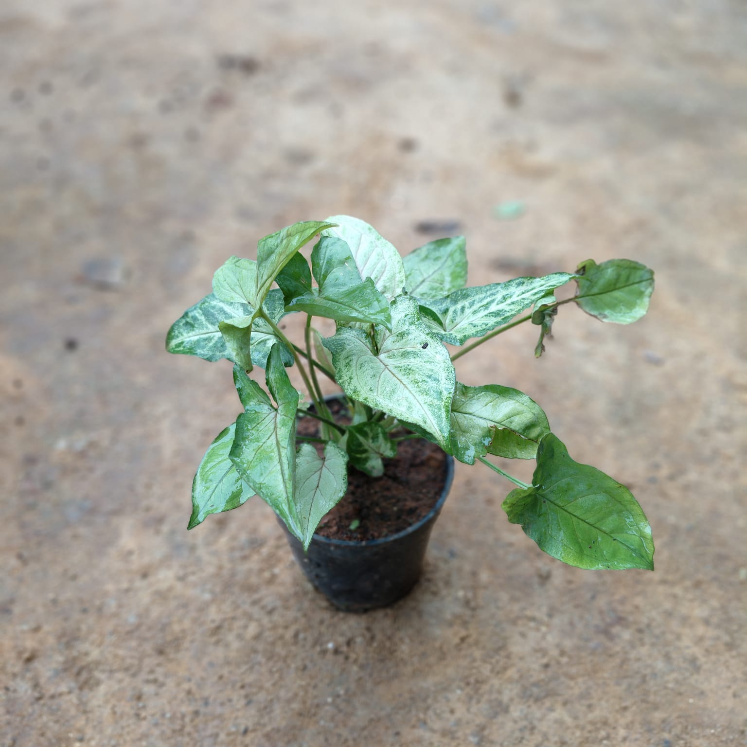 Syngonium Green in 5 Inch Nursery Pot
