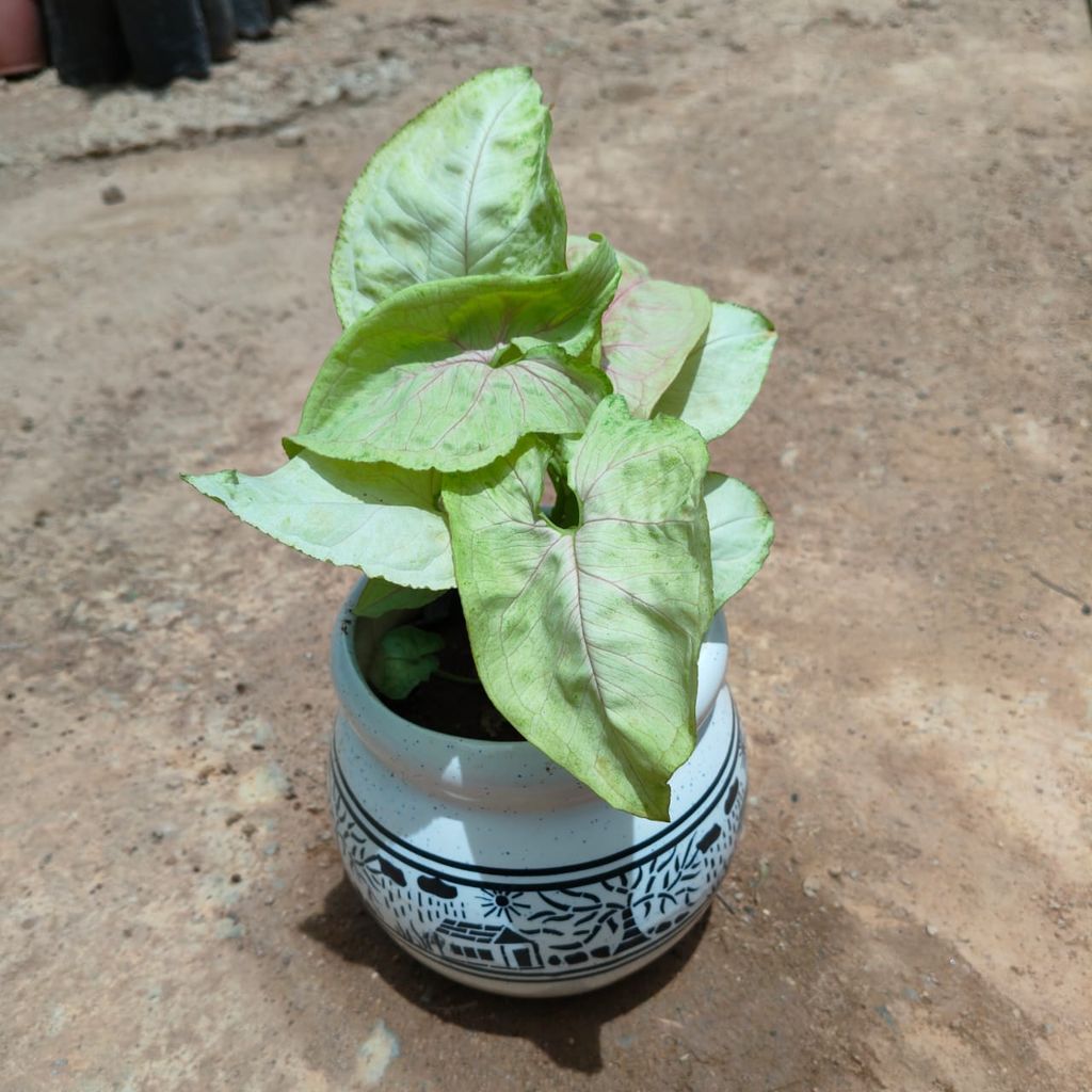 Buy Syngonium White in 6 Inch Matki Designer Ceramic Pot (any design) (any colour) Online | Urvann.com Syngonium White in 6 Inch Matki Designer Ceramic Pot (any design) (any colour)