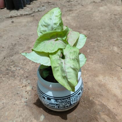 Buy Syngonium White in 6 Inch  Matki Designer Ceramic Pot (any design) (any colour) Online | Urvann.com