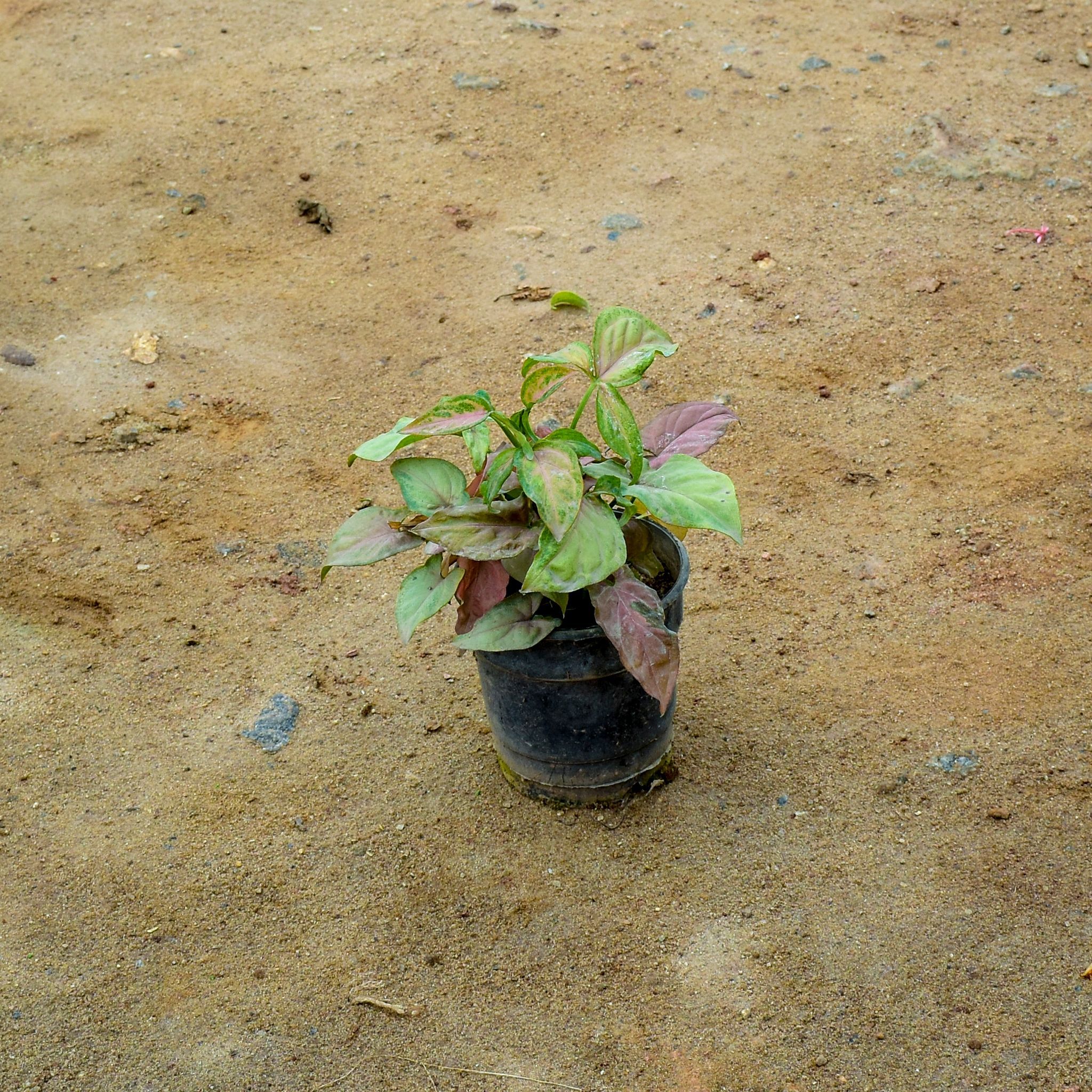 Syngonium Pink in 4 Inch Nursery Pot