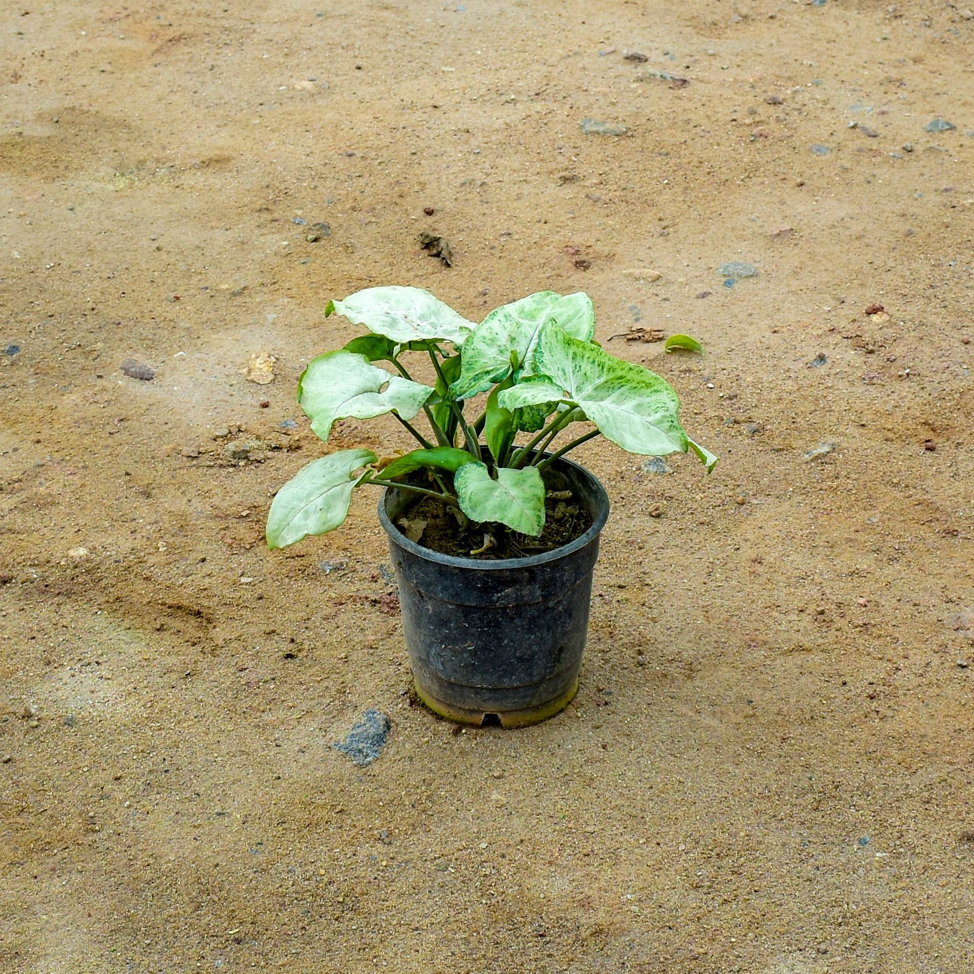 Syngonium Small Leaf in 4 Inch Nursery Pot