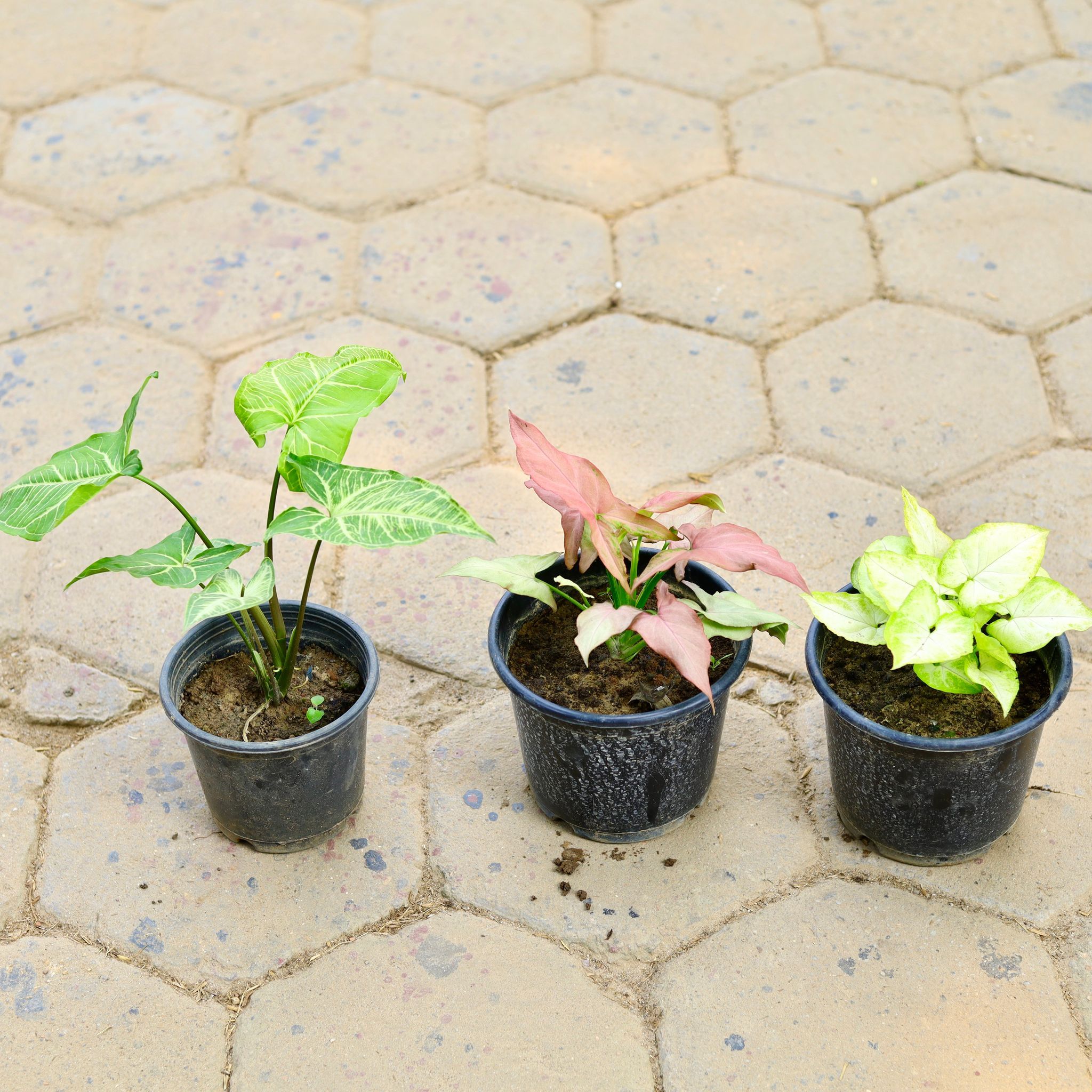 Set of 3 - Syngonium (Pink Arrowhead, Green Yellow & Green Arrowhead) in 6 Inch Nursery Pot
