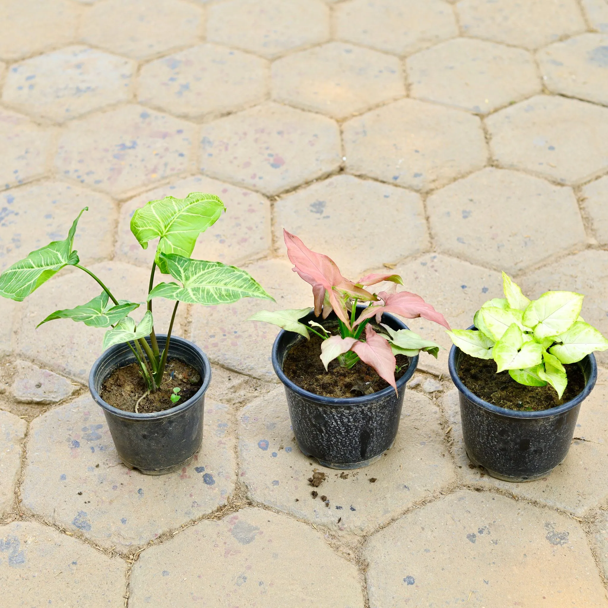 Set of 3 - Syngonium (Pink Arrowhead, Green Yellow & Green Arrowhead) in 6 Inch Nursery Pot