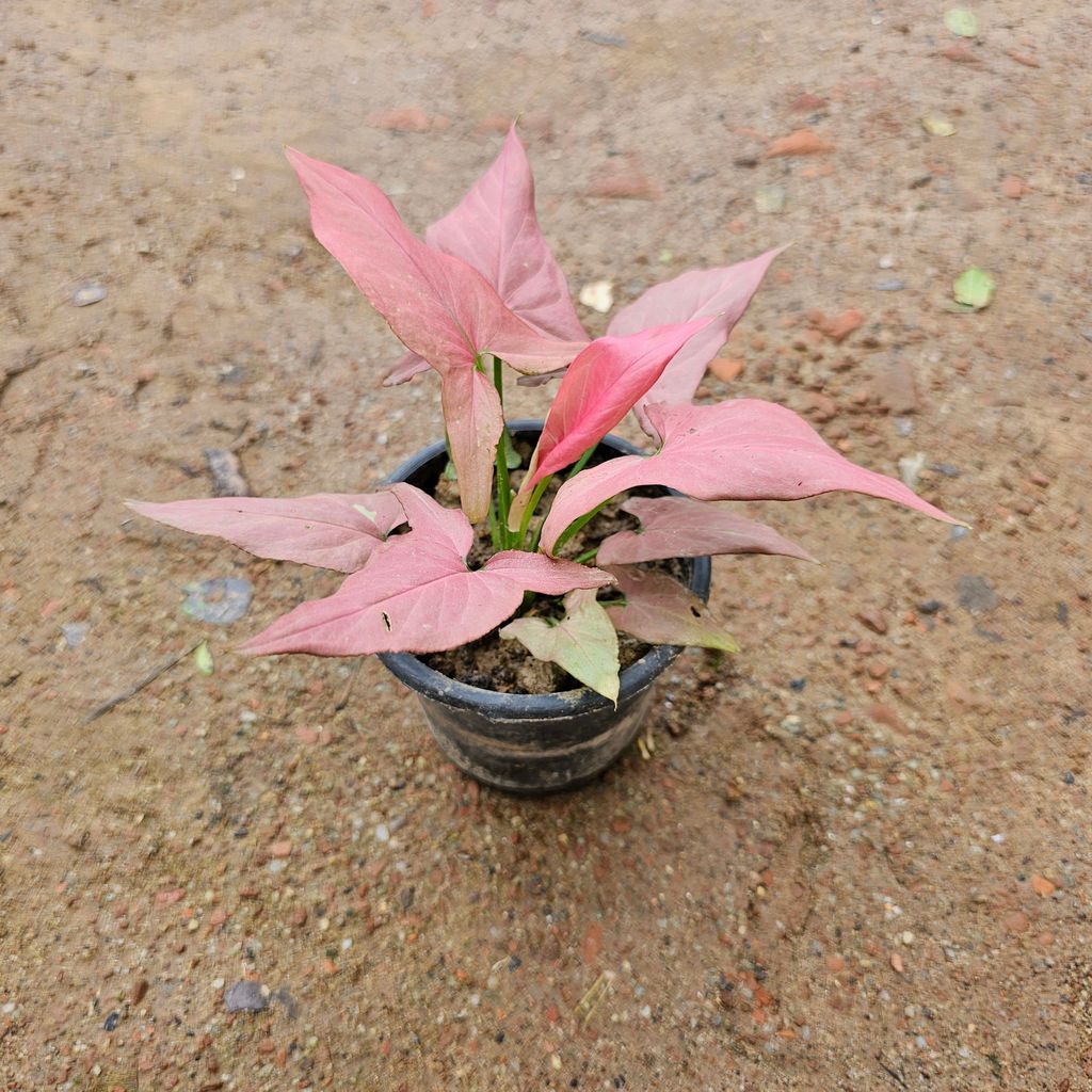 Buy Syngonium Arrowhead Pink in 6 Inch Nursery Pot Online | Urvann.com Syngonium Arrowhead Pink in 4 Inch Nursery Pot