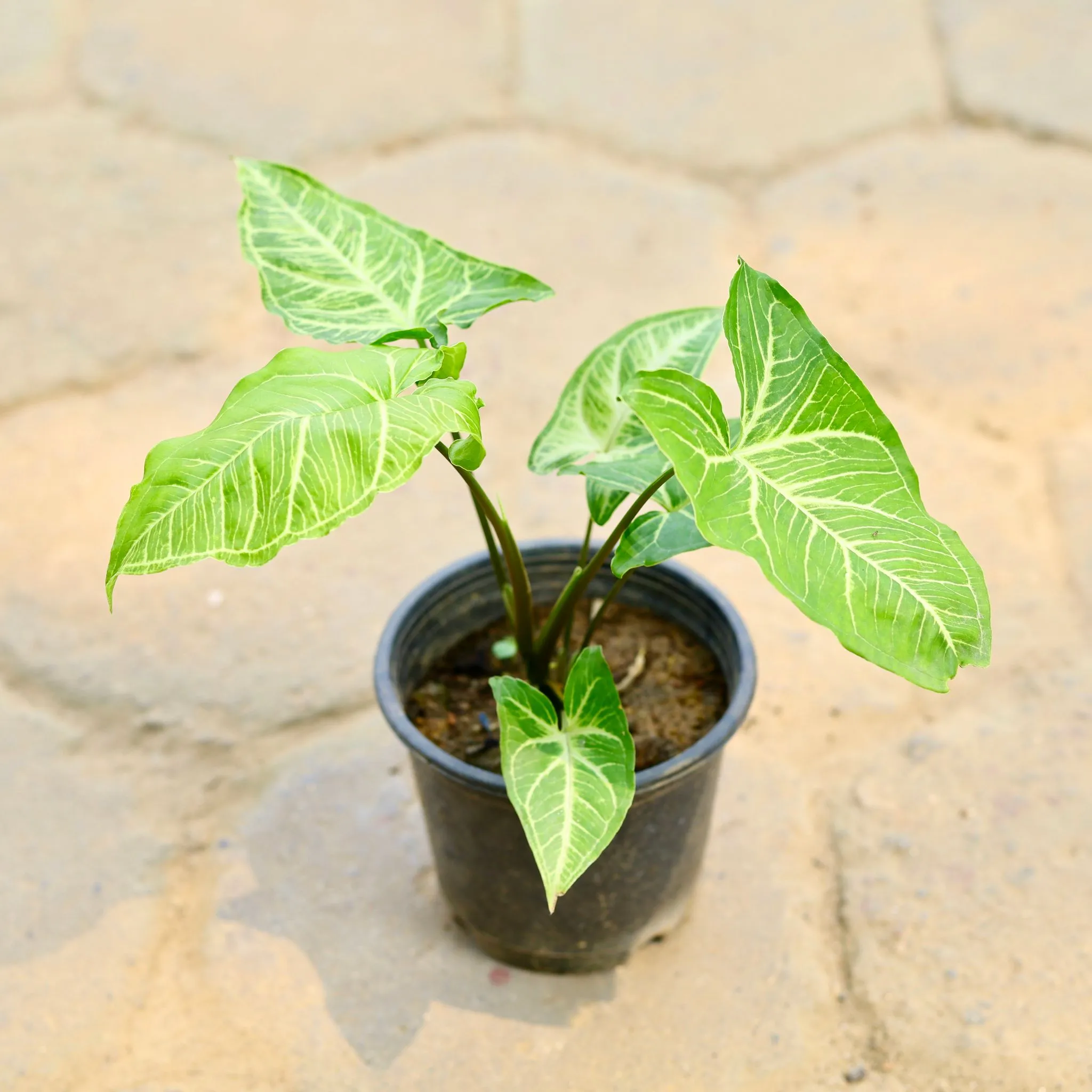 Syngonium Green Arrowhead in 4 Inch Nursery Pot
