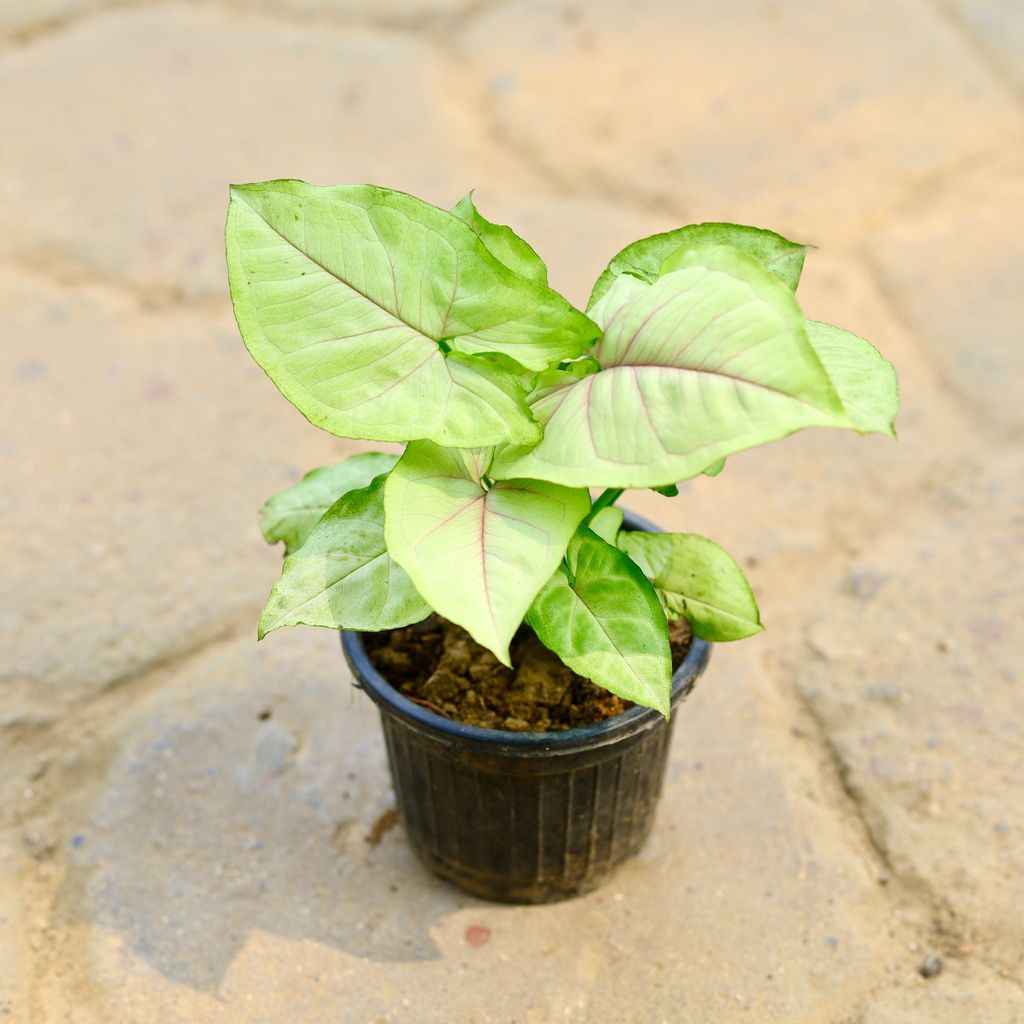 Buy Syngonium White in 4 Inch Nursery Pot Online | Urvann.com Syngonium White in 4 Inch Nursery Pot