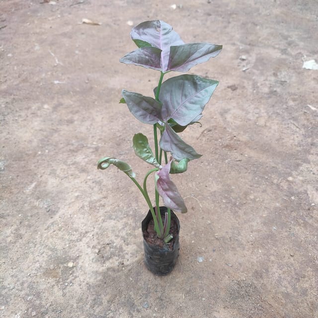 Syngonium any colour in 3 Inch Nursery Bag