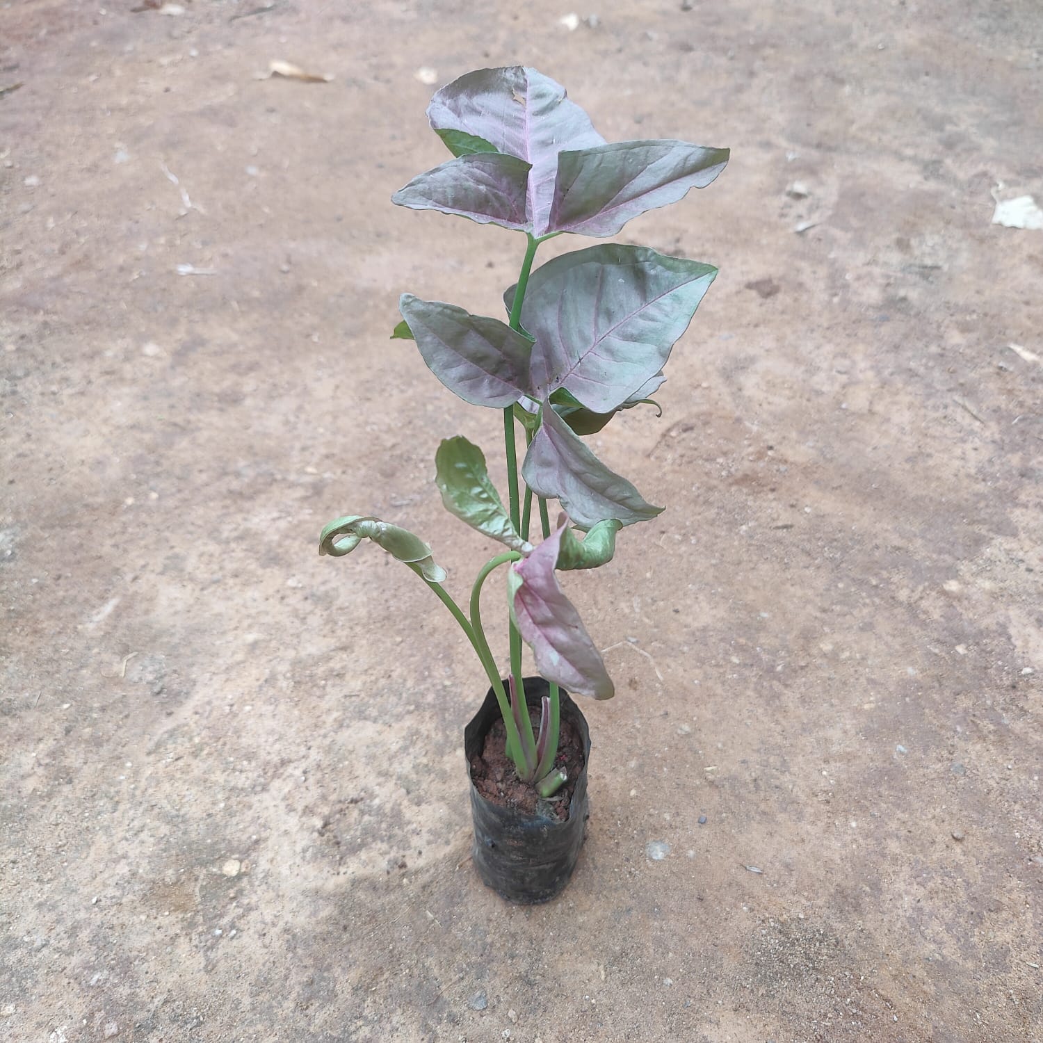 Syngonium any colour in 3 Inch Nursery Bag