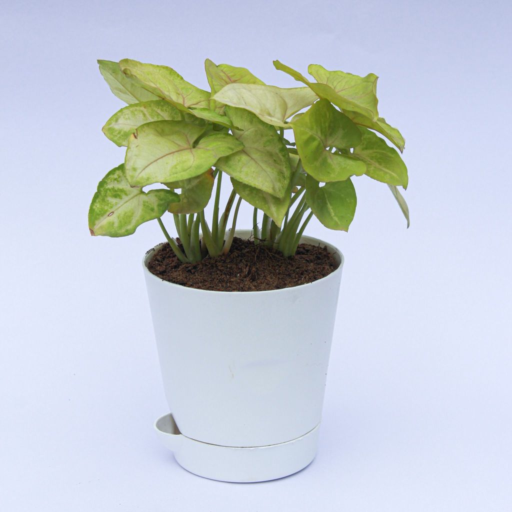 Buy Syngonium Green in 4 Inch Pink Florence Self Watering Pot Online | Urvann.com Syngonium Green in 4 Inch White Florence Self Watering Pot
