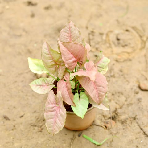 Syngonium Pink Green in 4 Inch Nursery Pot