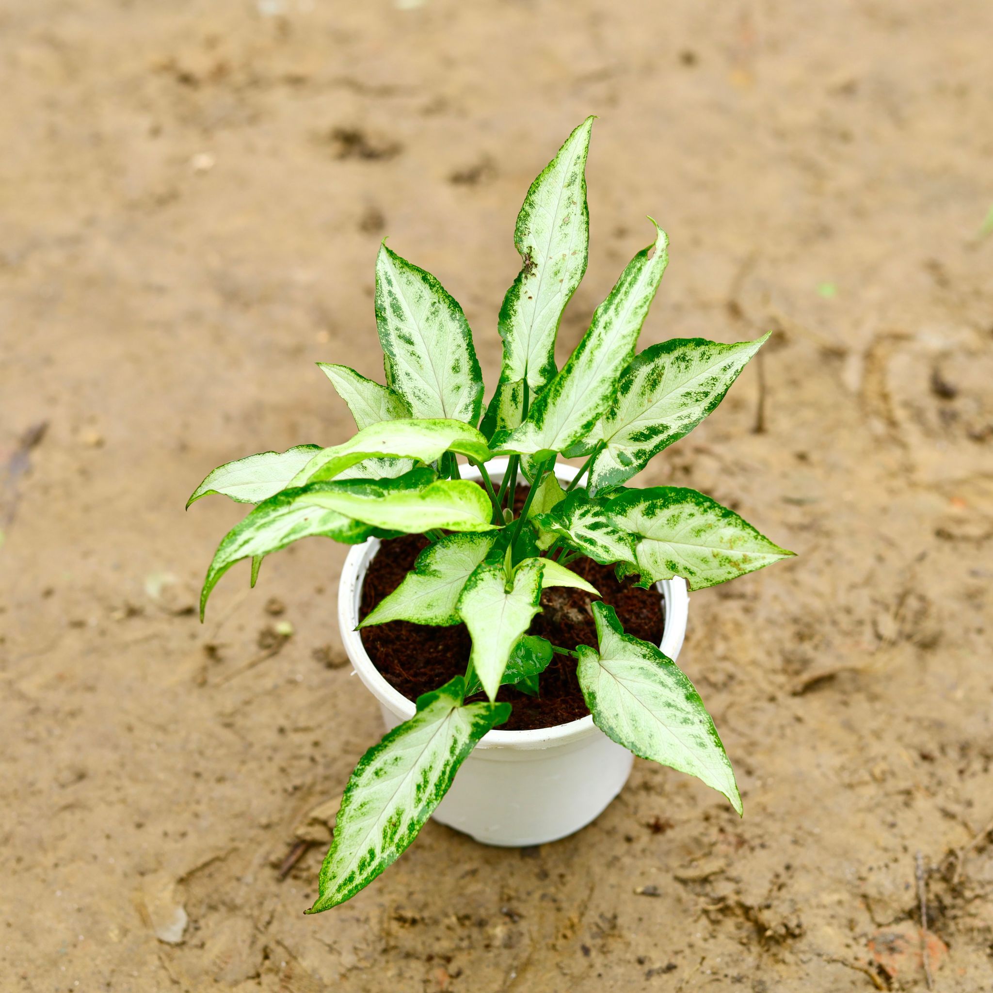 Syngonium Green Arrowhead in 6 Inch Nursery Pot