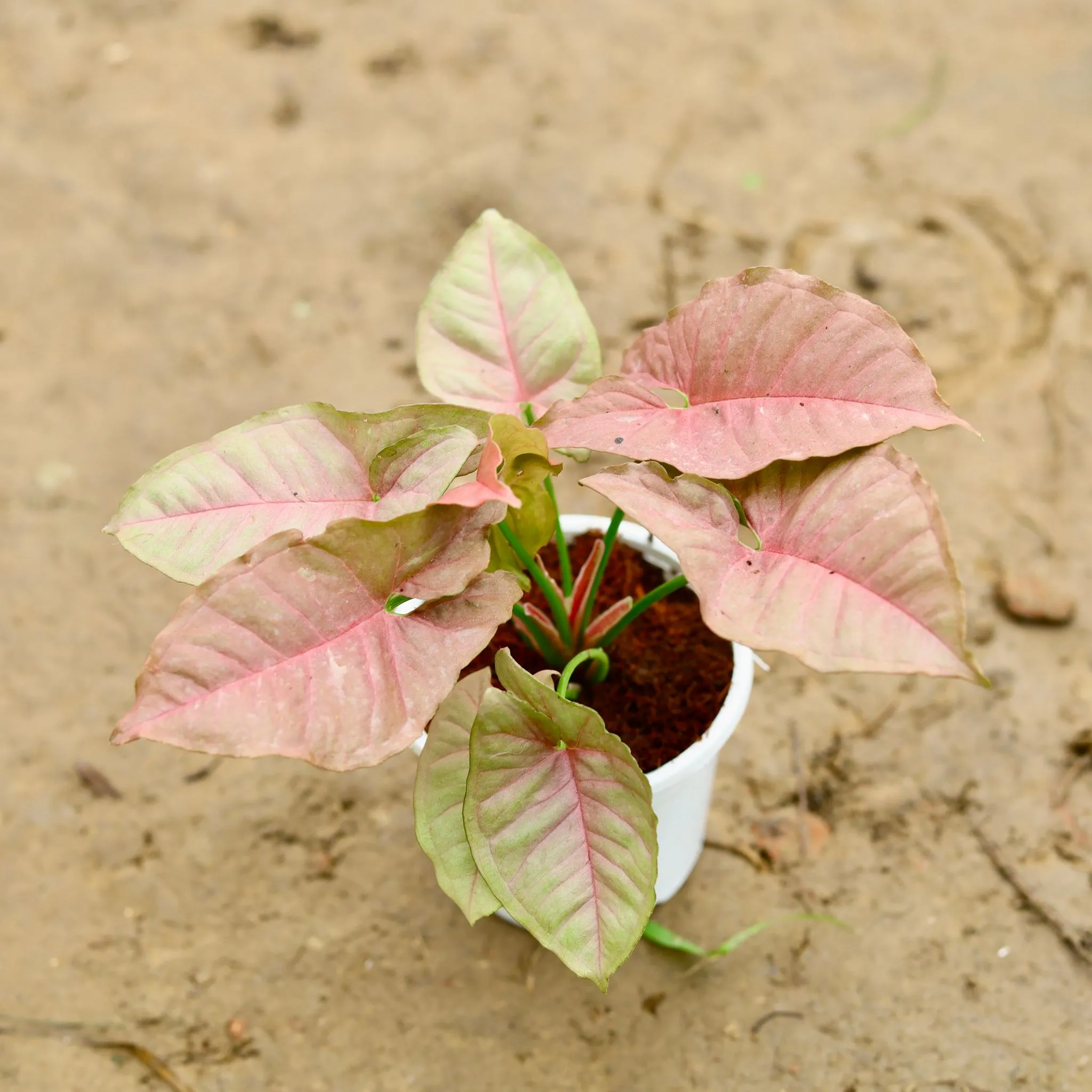 Syngonium Pink in 5 Inch Nursery Pot