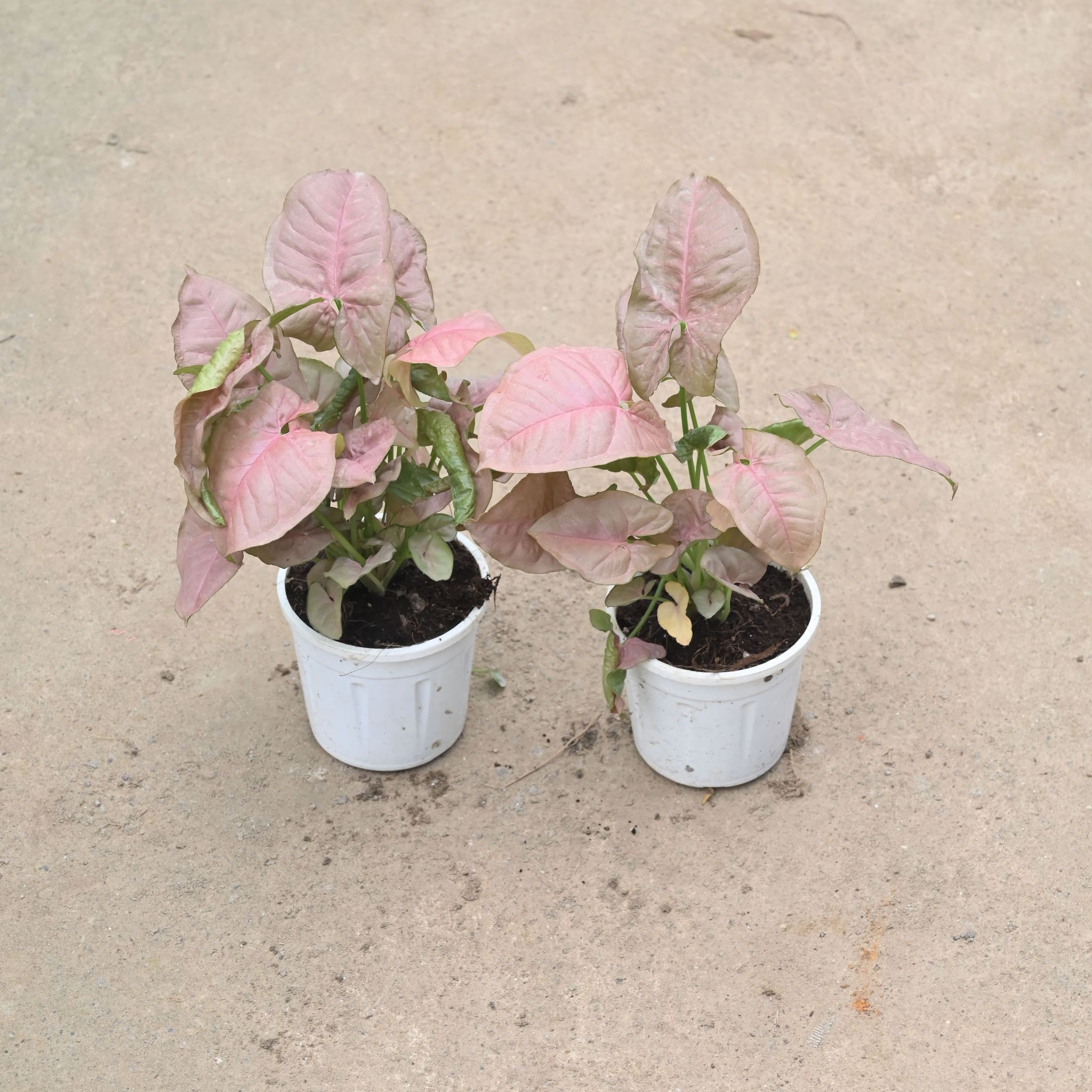 Set Of 2 - Syngonium Pink in 4 Inch Nursery Pot