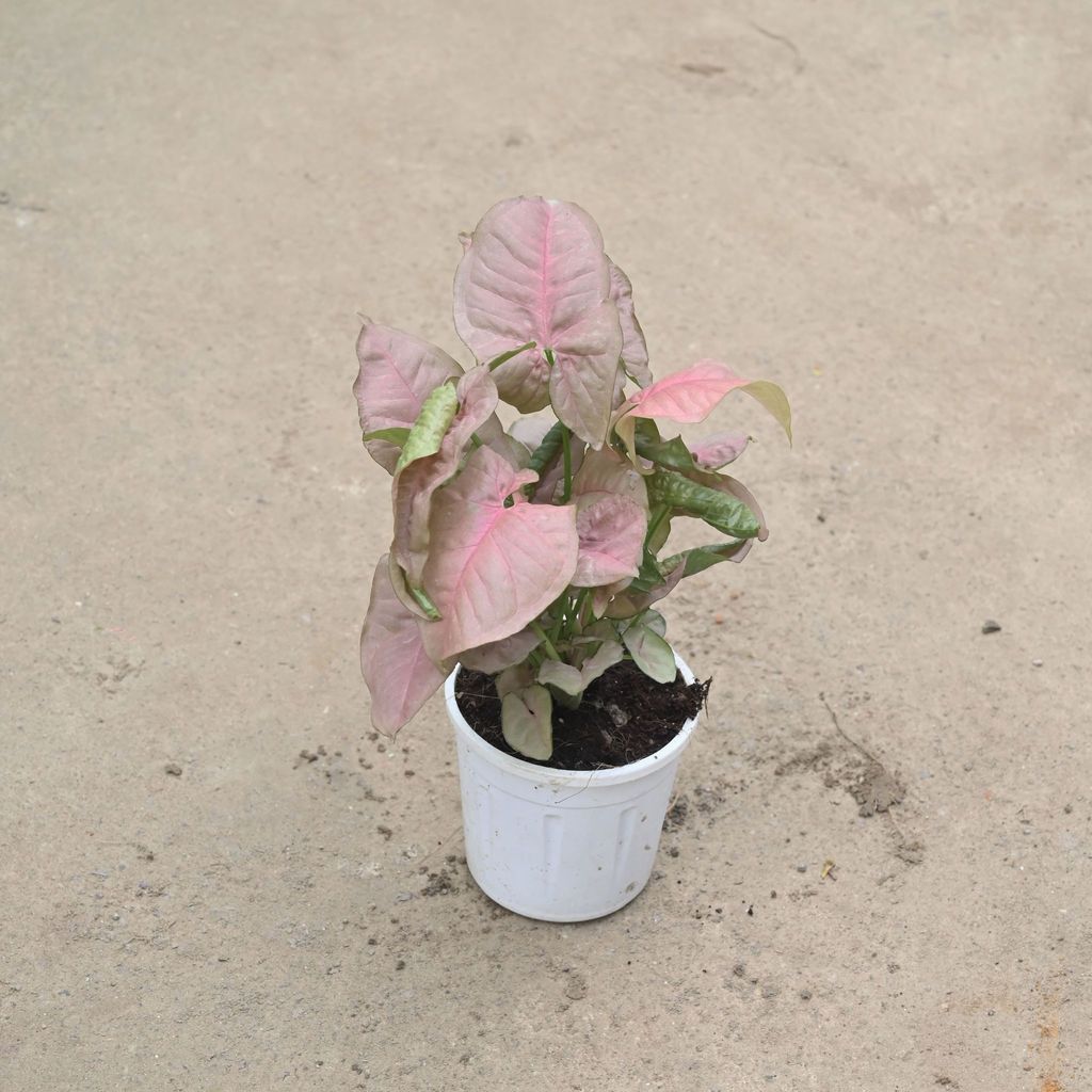 Buy Syngonium Pink in 4 Inch Nursery Pot Online | Urvann.com Syngonium Pink in 4 Inch Nursery Pot