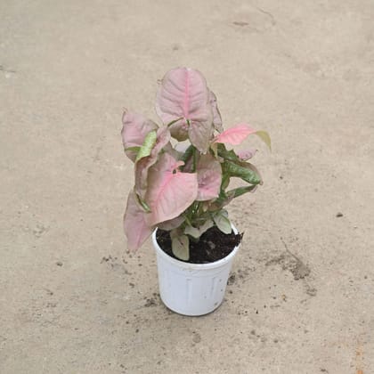 Buy Syngonium Pink in 4 Inch Nursery Pot Online | Urvann.com