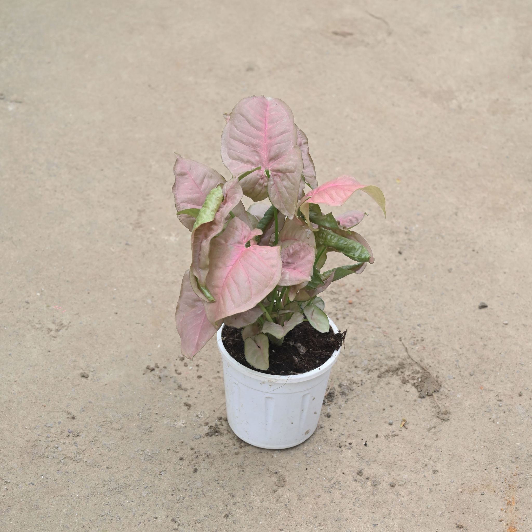 Syngonium Pink in 4 Inch Nursery Pot
