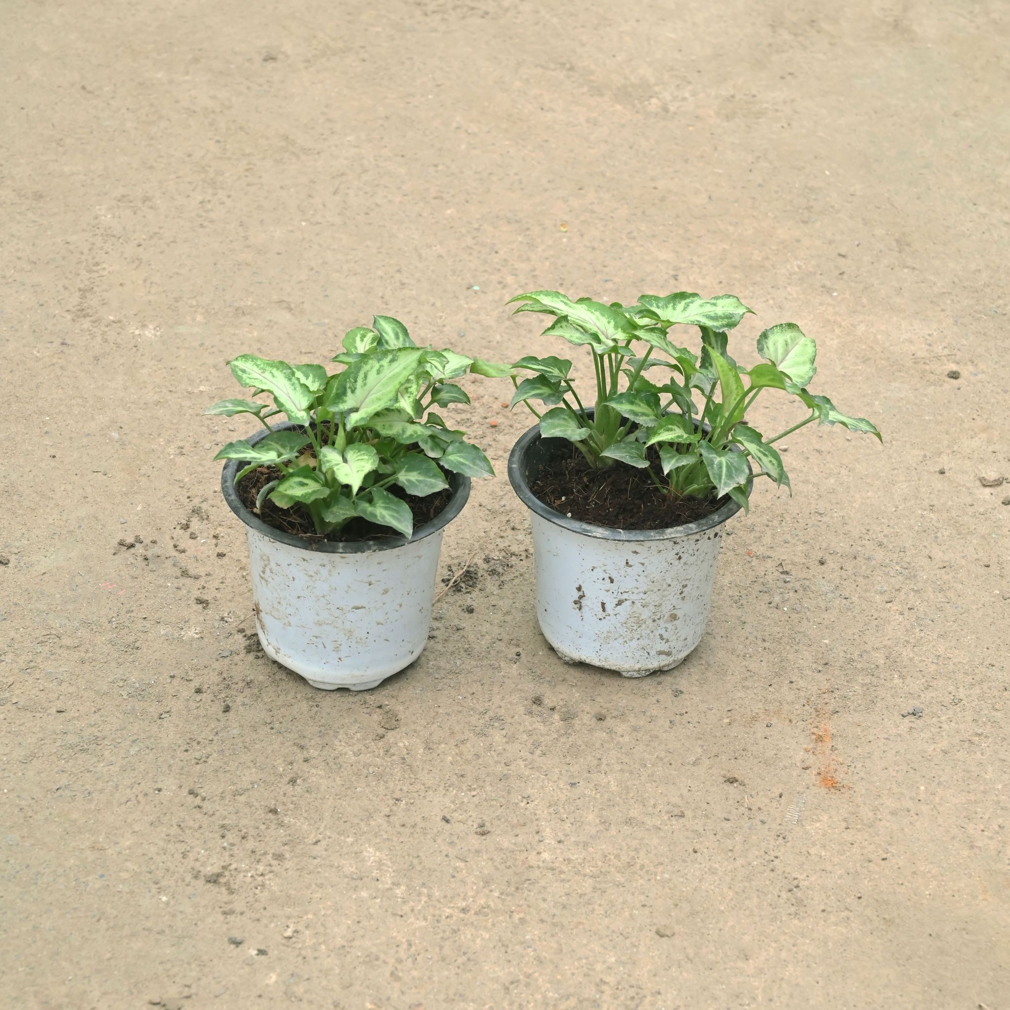 Set Of 2 - Syngonium Yami in 4 Inch Nursery Pot