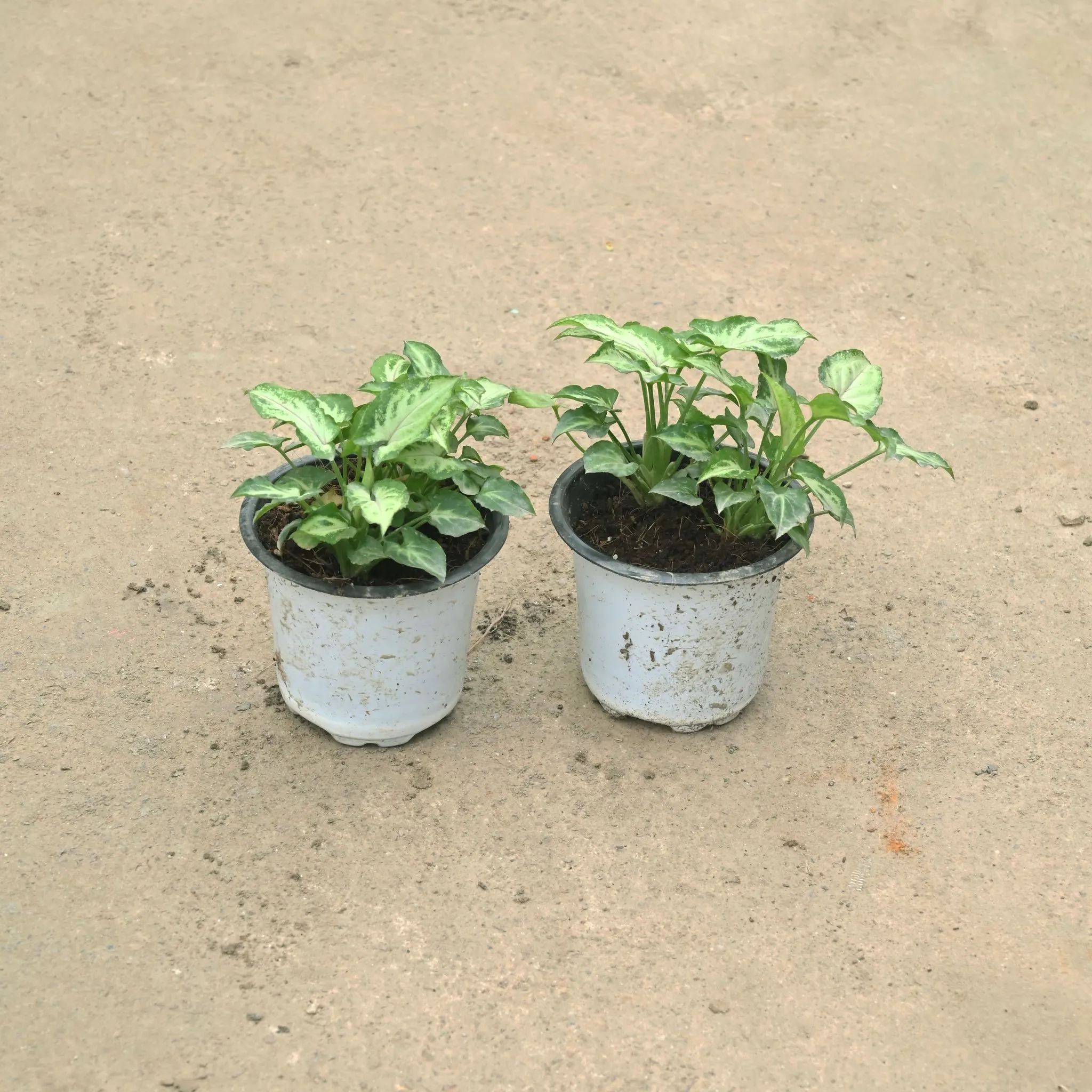 Set Of 2 - Syngonium Yami in 4 Inch Nursery Pot