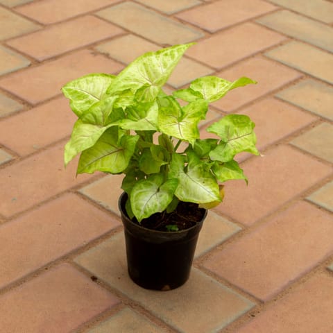 Syngonium White in 4 Inch Nursery Pot