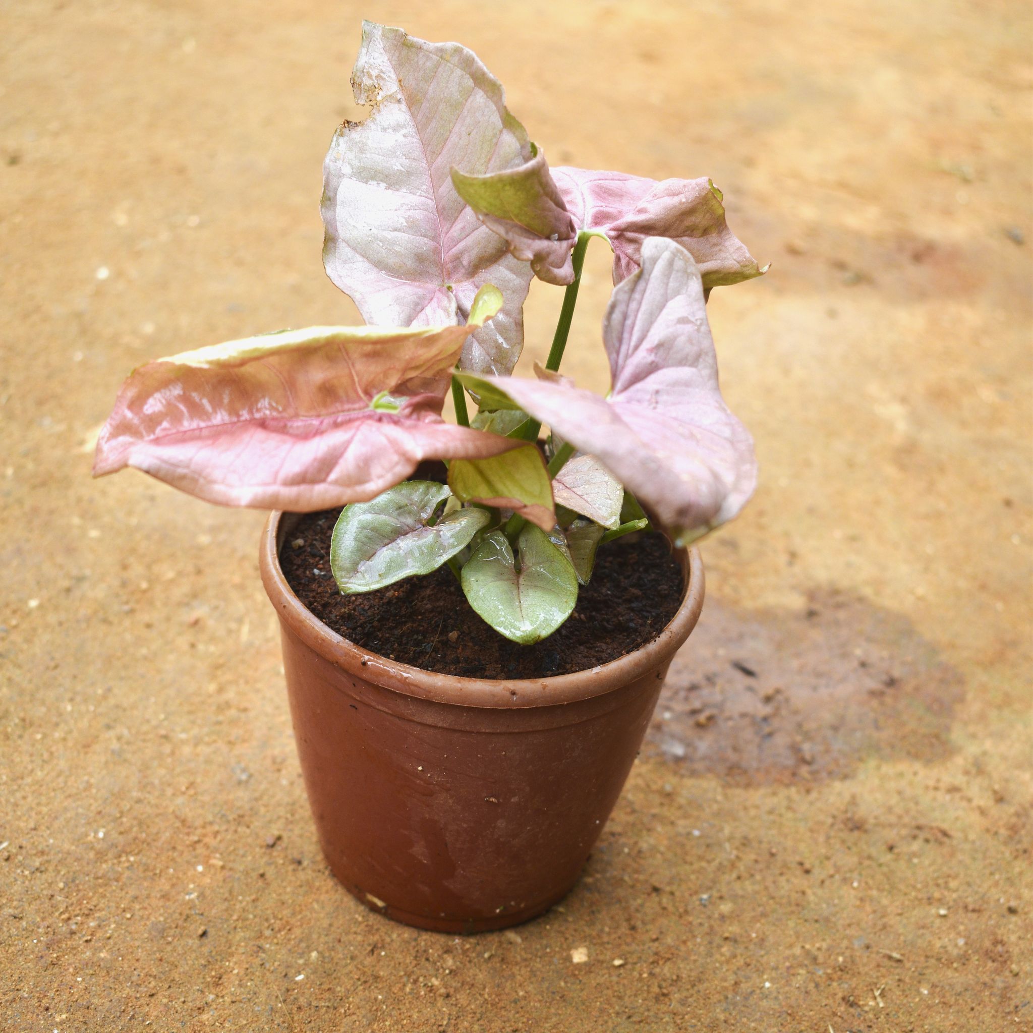 Syngonium Pink in 5 Inch Nursery pot