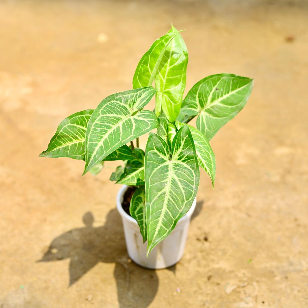 Syngonium Light Green in 4 Inch Nursery Pot