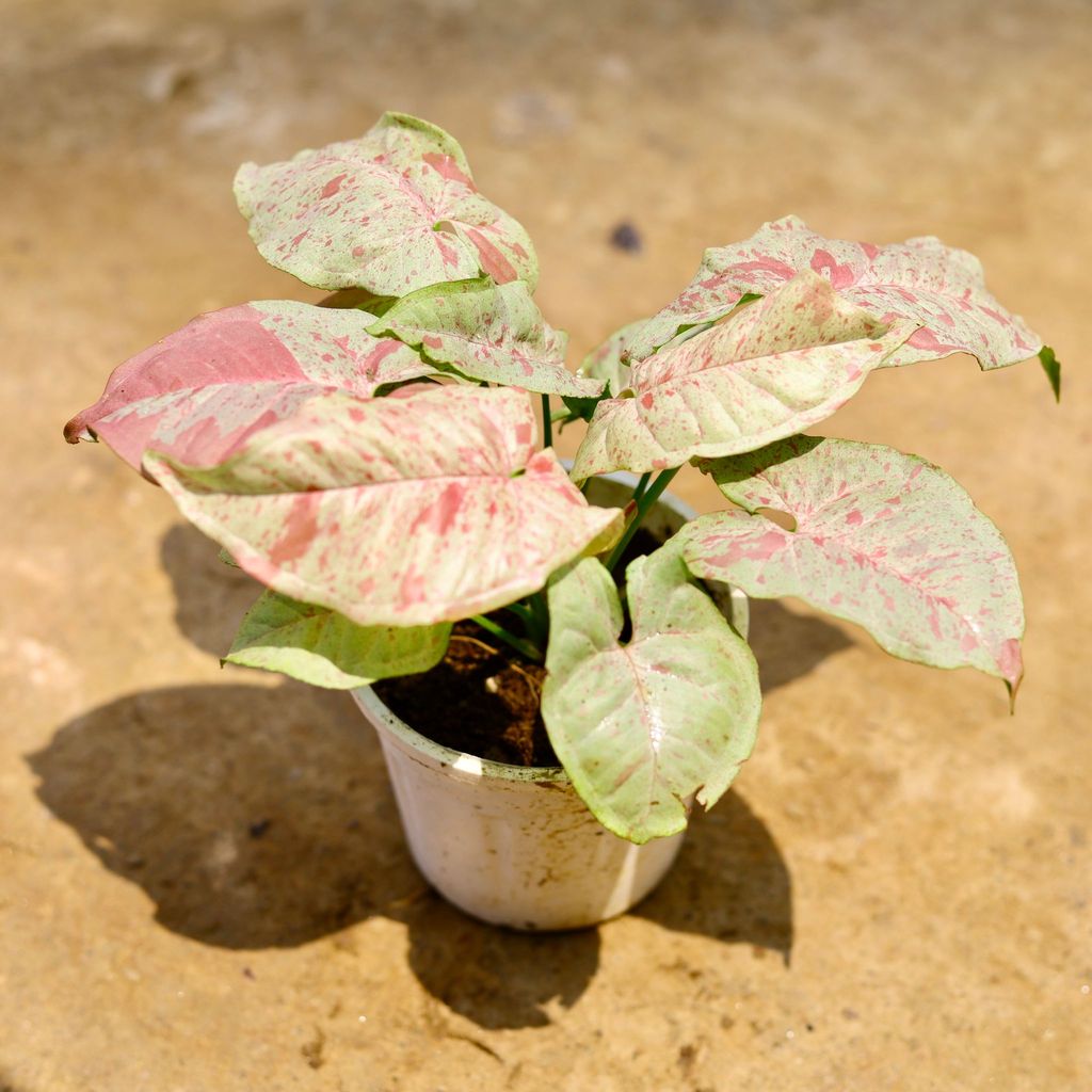 Buy Syngonium Milky (Rare Variety) in 4 Inch Nursery Pot Online | Urvann.com Syngonium Milky (Rare Variety) in 4 Inch Nursery Pot - Best Indoor Plant for Home