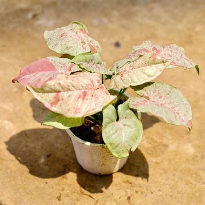 Buy Syngonium Milky (Rare Variety) in 4 Inch Nursery Pot Online | Urvann.com