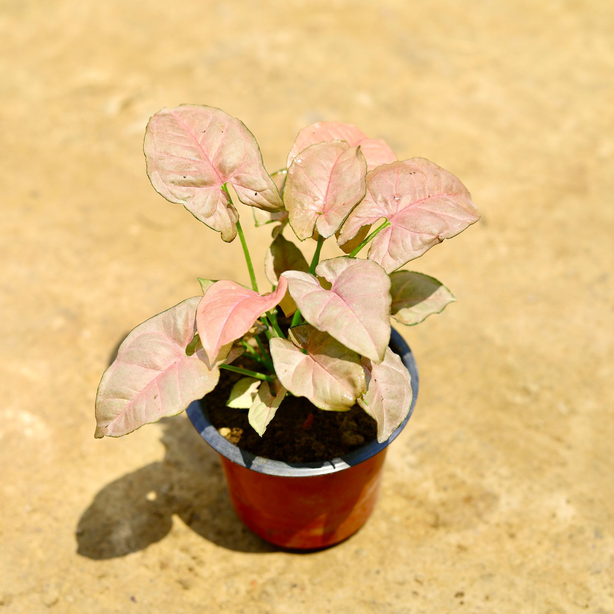 Syngonium Pink Dwarf in 4 Inch Nursery Pot