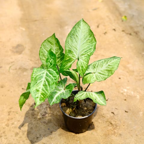 Syngonium Green Arrowhead in 5 Inch Nursery Pot