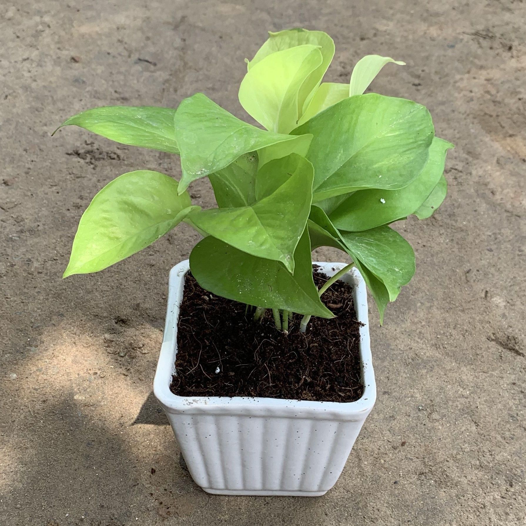 Golden Money Plant in 4 Inch Square White Ceramic pot any design